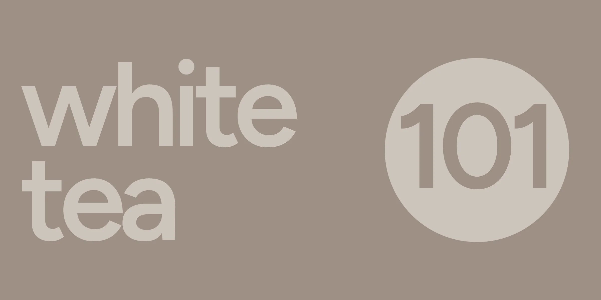 White Tea 101 | History, Processing, and Health Benefits