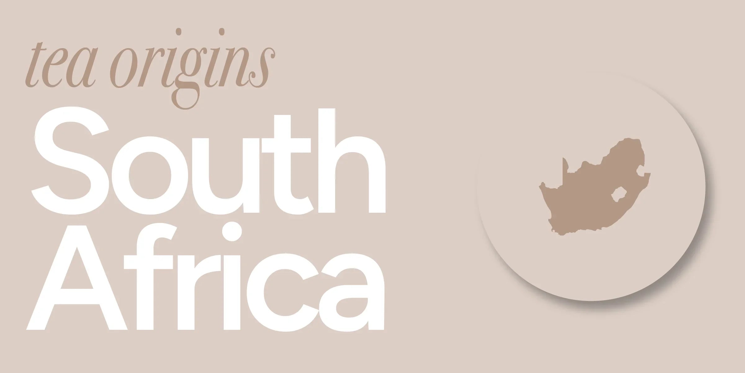 South Africa | An Underdog Region Making an Impact with Their Indigenous Teas