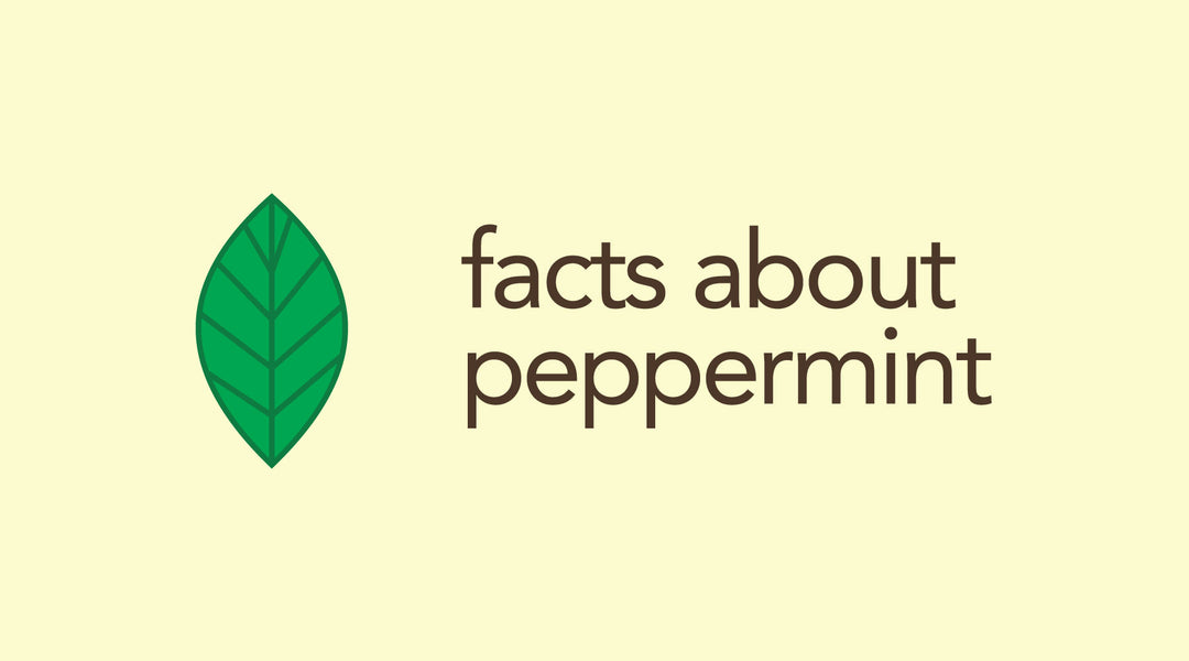 Image highlighting the facts about peppermint tea