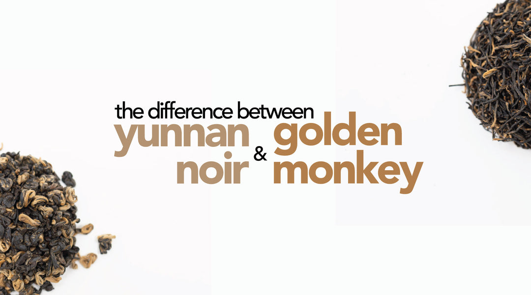 The Battle of Traditional Black Teas | Yunnan Noir vs. Golden Monkey