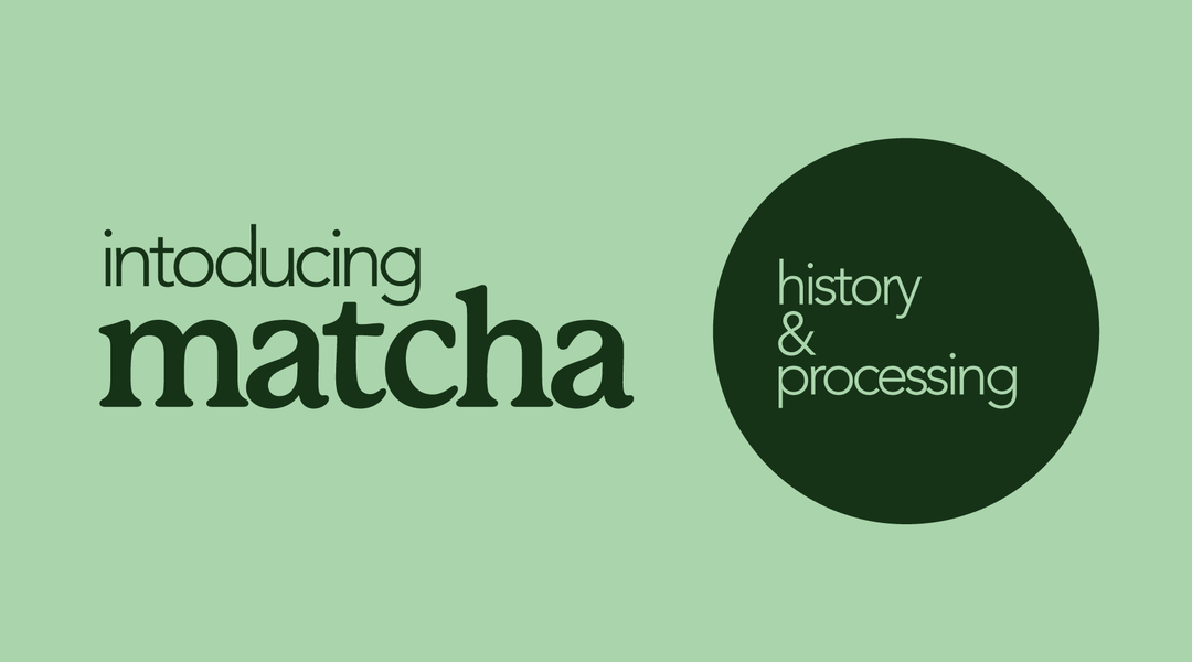 Matcha 101 | History and Processing