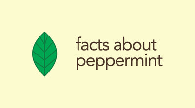 Seven Interesting Peppermint Facts You Probably Didn't Know