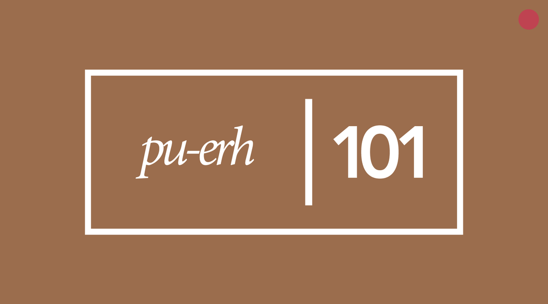 Pu-erh Tea 101 | The History, Uniqueness, and Health Benefits