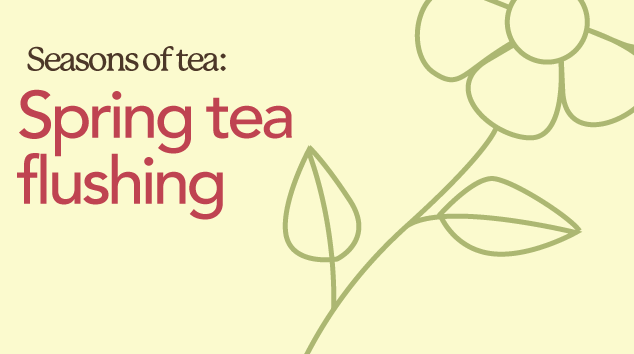 Seasons of Tea | Tea Flushing
