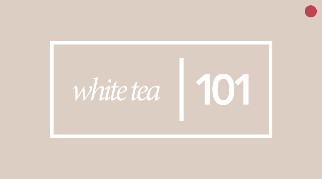 White Tea 101 | History, Processing, and Health Benefits